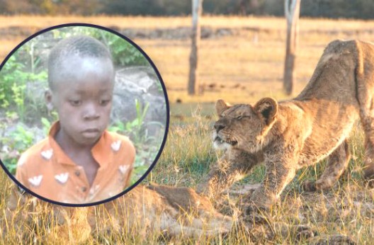 Perdu dans une réserve animalière au Zimbabwe : Un enfant survit cinq jours entouré  de lions et d’éléphants