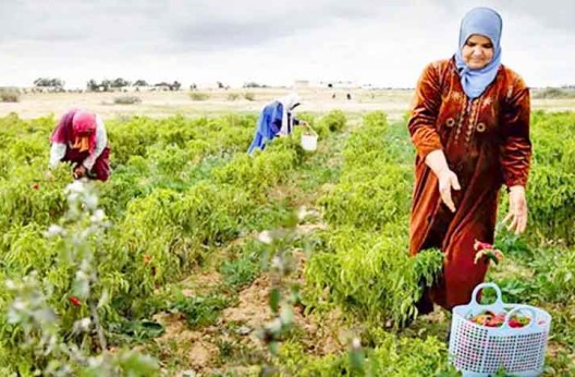 Des caravanes de sensibilisation sillonnent la wilaya de Bouira : Intégration de la femme rurale dans le développement économique