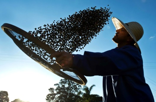 Brésil : Quand la sécheresse fait flamber le prix du café