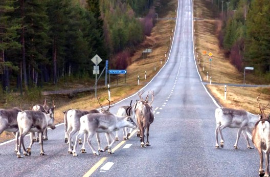 Pour s’adapter au climat : Ces caribous ont effectué un déplacement impressionnant