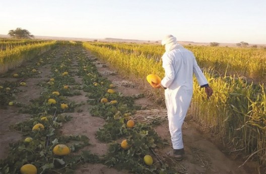 Timimoun : Des investissements majeurs pour l’agriculture saharienne