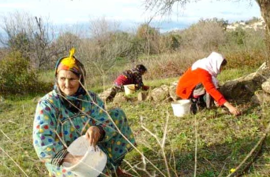 Face aux mutations socioéconomiques : Le monde rural en attente d’innovation institutionnelle