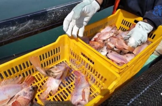 64 quintaux de tilapia rouge produits en janvier à Khenchela