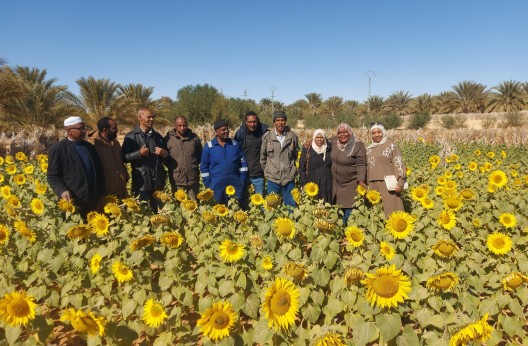 Culture du tournesol à Touggourt : Début de plantation pour la période printanière