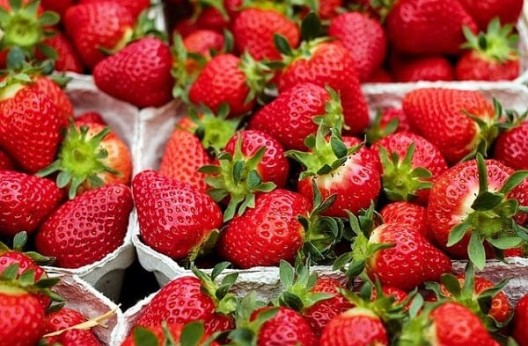 Production de la fraise à Skikda  : Des prévisions pour plus de 1900 quintaux