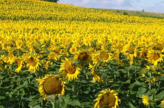 Culture des oléagineuses à Guelma : 2120 hectares à emblaver