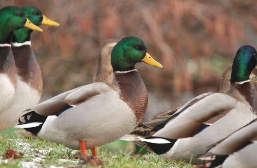 Zone humide de Saba (Naâma) : Lâcher de canards colverts