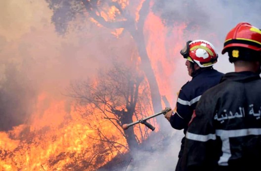 Incendies de forêt  : Une baisse de 91% enregistrée en 2024