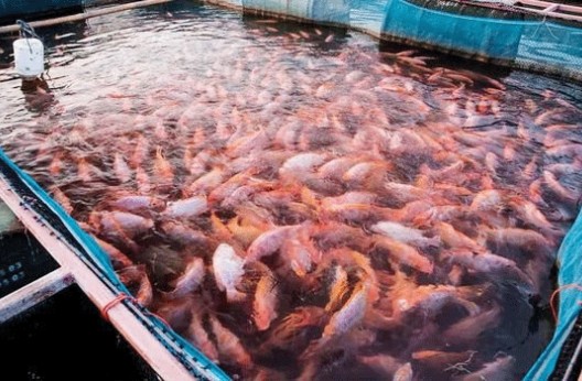 Secteur de la pêche à Boumerdès : Les agriculteurs appelés à investir dans l’élevage du Tilapia