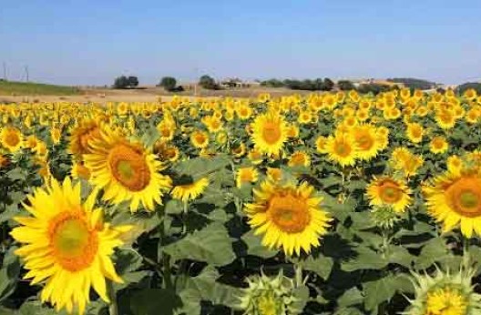 Culture du tournesol : 60 000 hectares consacrés en 2025