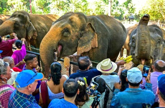 Sri Lanka : Festin de fruits pour les éléphants d’un orphelinat pour pachydermes