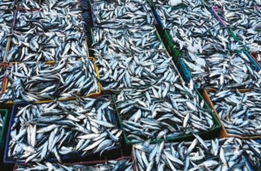 Secteur de la pêche : Le plaidoyer de l’OCDE pour un soutien public plus ciblé