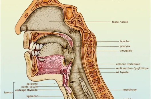 Pathologie laryngée : Les innovations thérapeutiques