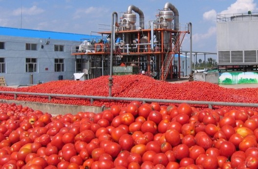 Développement de la tomate industrielle : Journée technique et d’orientation à M’sila