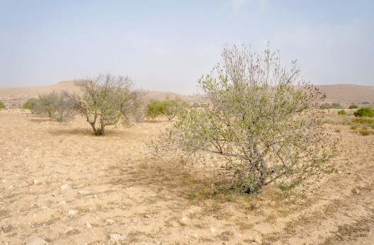 Dossier / L’oléiculture algérienne prend de l’ampleur ces dernières années : D’énormes efforts consentis pour développer la filière