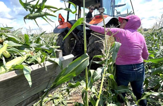 Employés dans des champs en Californie : Les menaces d'expulsion font trembler les travailleurs agricoles