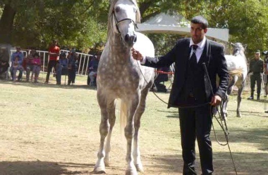 Tiaret : Le Salon du cheval sera de retour