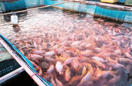 Pêche et aquaculture El Tarf  : 10 tonnes de tilapia pour alimenter les marchés du pays