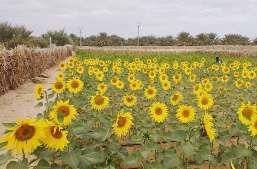 Tlemcen : Sensibilisation sur le programme national de culture du tournesol