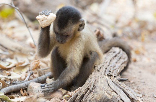 Nature : Des singes en danger d’extinction utilisent des outils en pierre