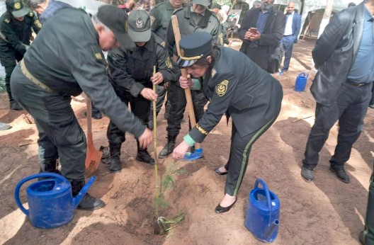 Secteur forestier à Alger : Plus de 235 000 arbres plantés